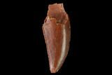 Serrated, Raptor Tooth - Real Dinosaur Tooth #142581-1